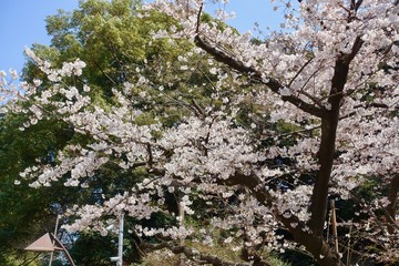 上野公園の桜