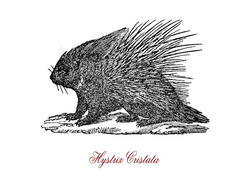 The crested porcupine (Hystrix cristata) is a species of rodent in the family Hystricidae found in Italy, North Africa, and sub-Saharan Africa.