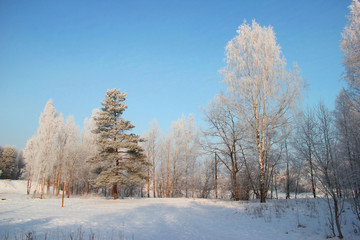Snow-covered forest on a frosty sunny day