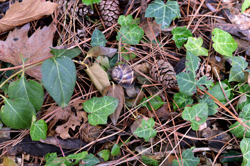 snail in forest after the rain at spring season in Turkey