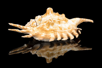 Lambis scorpius or scorpion spider conch with reflection on on black background.