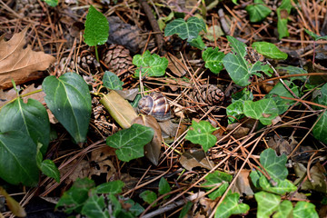 Fototapeta premium snail in forest after the rain at spring season in Turkey