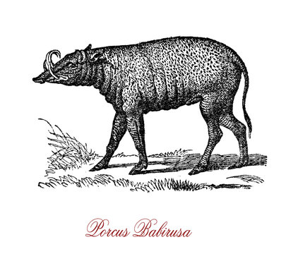 The porcus babirusa (Babyrousa babyrussa) is a wild pig-like animal native to the island of Buru and the two Sula Islands of Mangole and Taliabu, all belonging to Indonesia.
