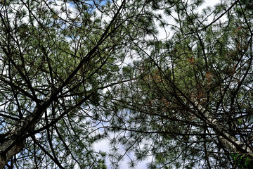 Huge Pine Trees in the Forest	