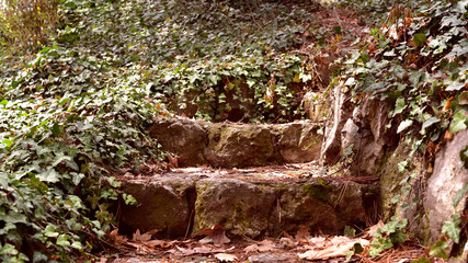  ivy on stone stairs at spring season in Turkey
