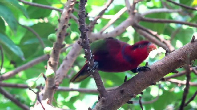 4K Tropical Parrot Sitting on Branch and Eating