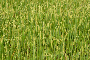 Rice in the paddy for background.