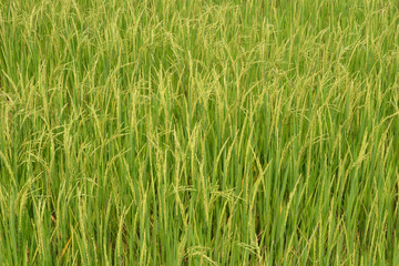 Rice in the paddy for background.