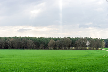 Rural landscape, meadow, forest and cloudy sky