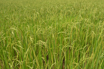 Obraz premium Rice in the paddy for background.