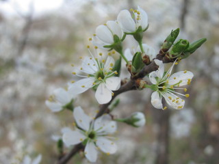 the cherry plum blossoms. gardering at springtime