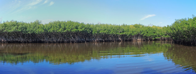 airboat tour of the Florida Everglades Mangrove Jungles