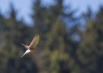 Faucon crécerelle