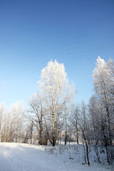 Snow-covered birches and blue winter cloudless sky in sunny weather