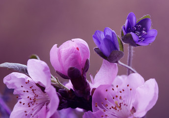 Obrazy na Szkle  Wiosenne kwiaty - przylaszczki i kwiaty Wiśni