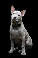 Thai ridgeback puppy