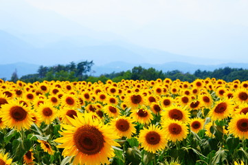 Obraz premium sunflower in Japna