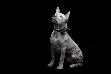 Thai ridgeback puppy