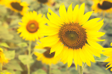 Obraz na płótnie Canvas Sun Flowers