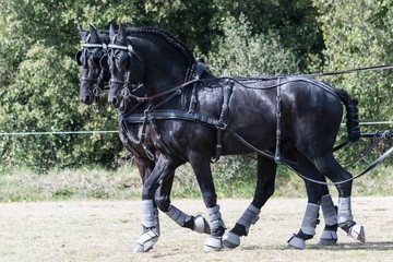 Attelage en team, dressage, maniabilité.