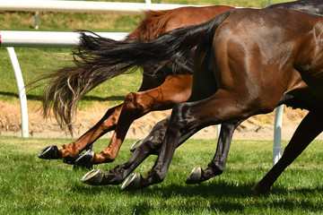 Horse racing action