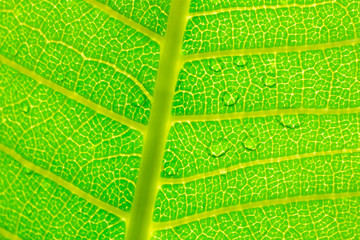 Green leaf with drops of water.