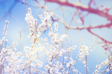 beautiful pink flowers in trees
