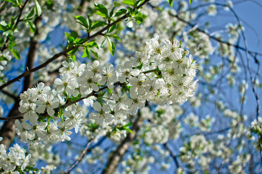 Closeup of white cherry blossoms on a tree