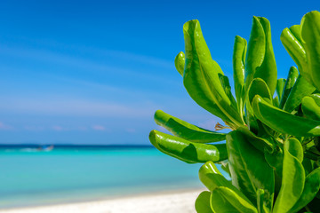 Close up green tropical plant with blurred turquoise sea background. Travel concept. Photo from Ko Phi Phi Don, Phi Phi Islands, Krabi province, Southern Thailand.