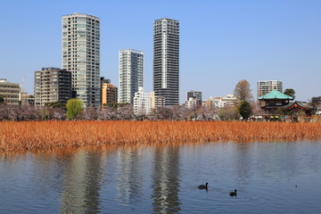 Fototapeta premium 春の上野不忍池