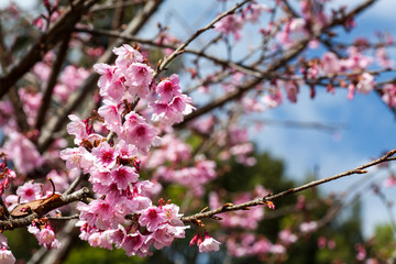 Sakura Flower