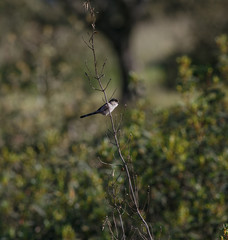 Aegithalos caudatus