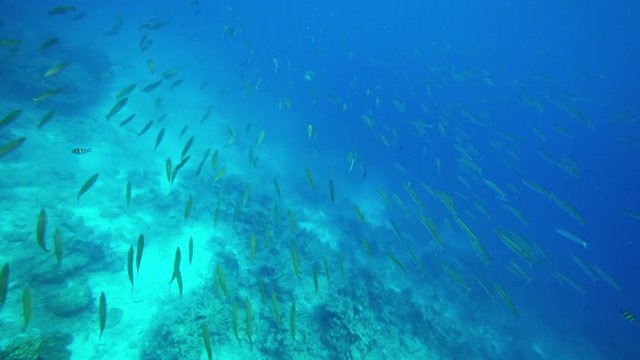 School of small barracudas fish underwater in the tropical sea, 4k
