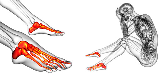 3d rendering medical illustration of the foot bone