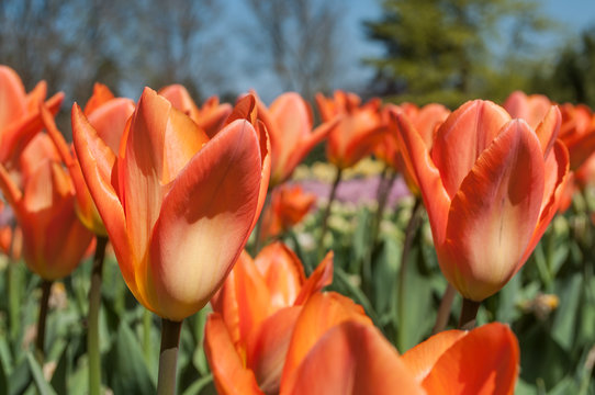 champ de tulipes orange en gros plan