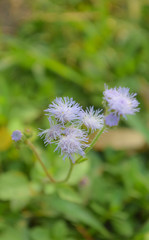 flower of himalayan