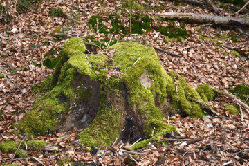 Fototapeta premium Abgesägter Baumstamm mit grünem Moos