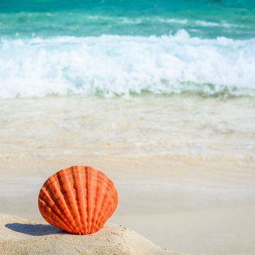 Orange seashell on sandy tropical beach. Summer concept.