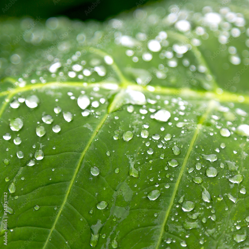 Wall mural some drops in a leaf after the  rain