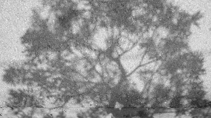 Shadow of tree on the road. Black and White tone.