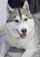 Собака Хаски