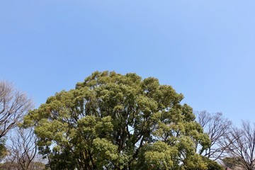 早春