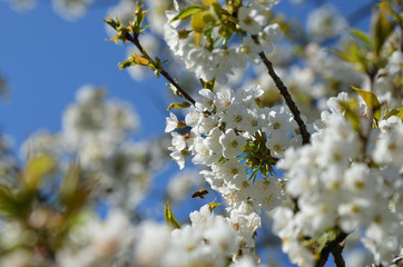 Kirschbaumblüte im Frühling