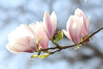 Tulpenbaum, Magnolie