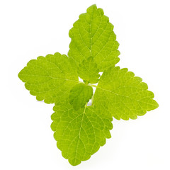 Fresh mint leaves isolated on white background. © gitusik