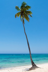 Palme am karibischen Meer