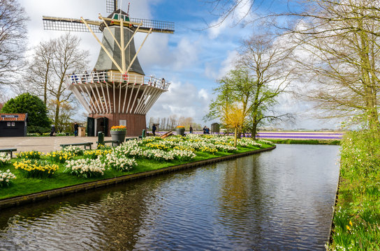 Blooming flowers and windmill in dutch spring garden Keukenhof, Netherlands.