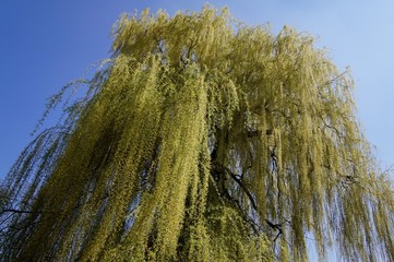 Trauerweide im Frühling