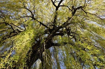 Trauerweide im Frühling