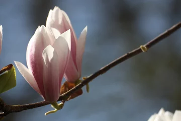 Crédence de cuisine en verre imprimé Magnolia Magnolie, Tulpenbaum